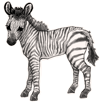 ZEBRA